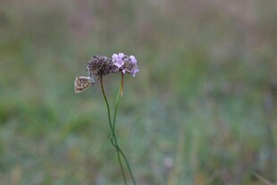 草丛中的单株小花