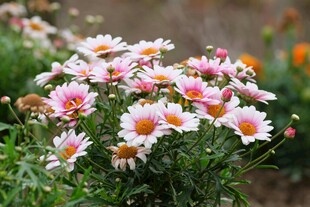 缤纷雏菊绽放美丽瞬间