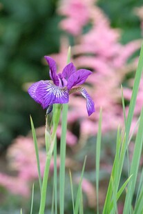 紫色鸢尾花绽放于草丛