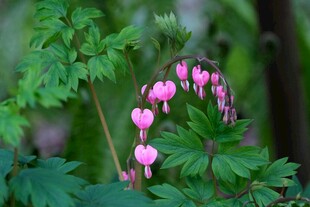 荷包牡丹绽放绿意间