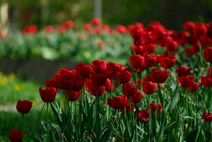 鲜艳红郁金香绽放美景