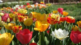 多彩郁金香绽放的花田