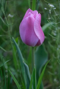 紫色郁金香绽放于草丛