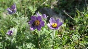 紫色野花绽放于草地