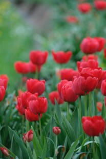 鲜艳红郁金香绽放