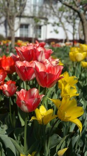 多彩郁金香绽放的美景