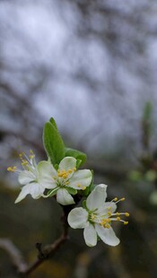 枝头绽放的洁白小花