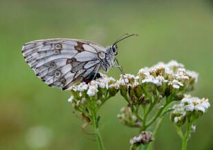 灰蝶停驻白色小花上