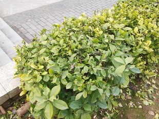 绿叶繁茂的低矮植物