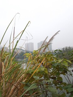 雾中植物与远处城市景观