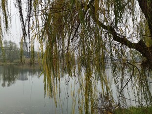 湖畔垂柳尽显春日风情