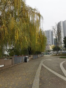 城市中垂柳依依的道路