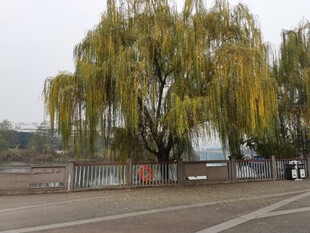 河畔垂柳尽显自然之美