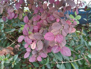 紫叶小檗植物特写