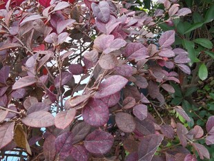 紫红色叶片植物特写