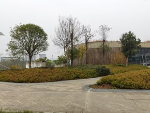 户外开阔的绿植景观区域