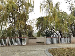 公园入口处的垂柳景观