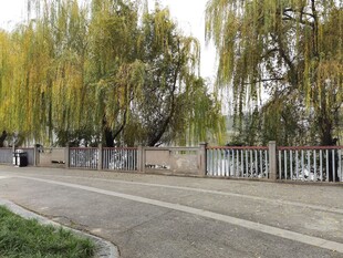 路边垂柳宁静景致