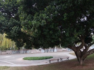 公园中茂盛大树下的景致