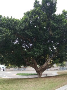 茂盛大树于开阔场地