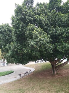 公园中茂盛的大树