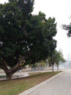 路边葱郁大树宁静景致