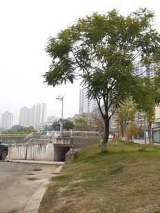 城市河畔绿树风景