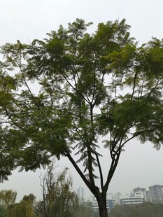 单棵绿树于朦胧天色中