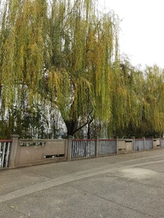 道路旁垂柳依依的景致