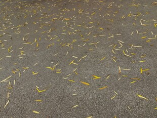 地面散落的黄色树叶