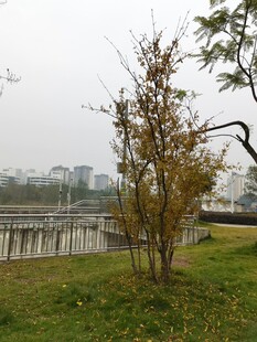 湖畔树木与远处城市景观