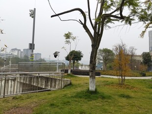 城市公园中的树木与景观