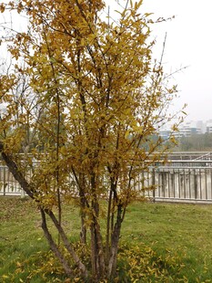 秋日树木与远处建筑景观