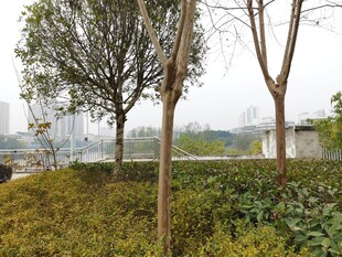 城市中的树木与绿植景观