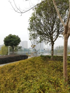 冬日城郊的草木景致