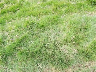 翠绿草地清新自然景象