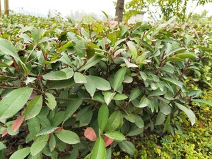 绿叶繁茂的植物景观