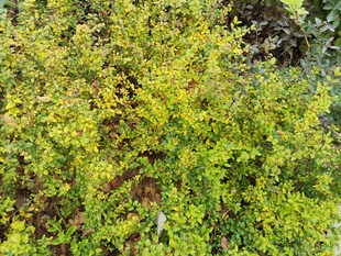 翠绿繁茂的灌木丛