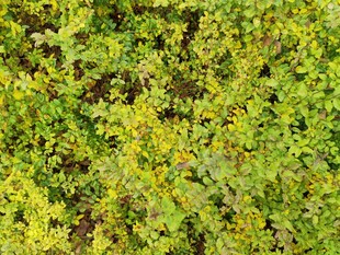 翠绿繁茂的植物叶片