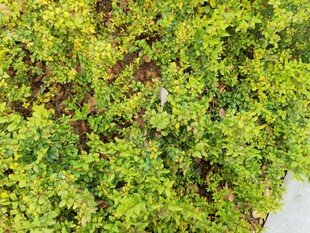 翠绿繁茂的植物墙景观