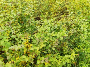 茂密绿植中的自然景象