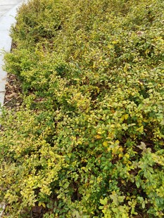 翠绿繁茂的地面绿植景观