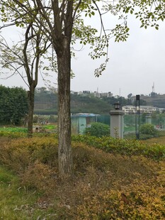 郊外树木与远处景致