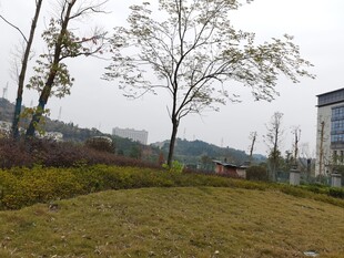 户外开阔草地与树木景观