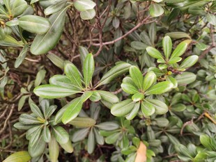 绿叶繁茂的灌木丛