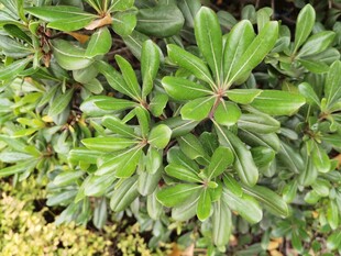 绿叶繁茂的植物景观