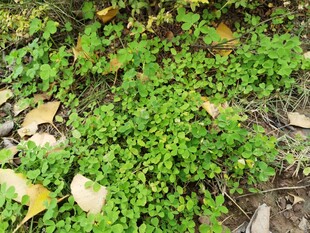 地面嫩绿小草与落叶