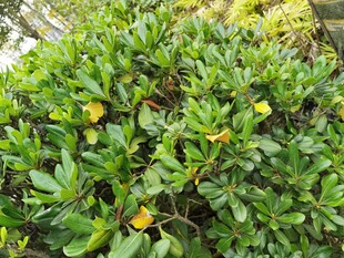 绿叶黄花的繁茂植物