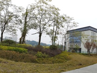 郊外路旁的建筑与树木景观