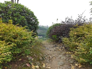 乡间小径绿植环绕的美景